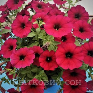 Petchoa Bordeaux4_300x300